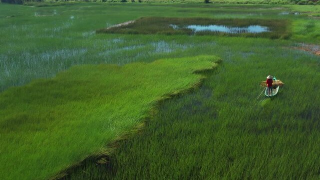 Rural woman in the Mekong Delta harvest Lepironia actiulata in Dong Thap Province, Vietnam