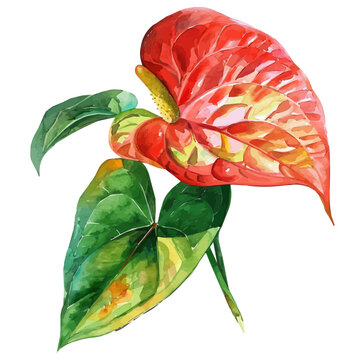 red anthurium flower watercolor painting clip art preview