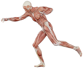 male muscle body exercise person with transparent background