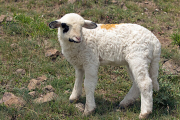 New born lamb of the Karagoz sheep breed in meadow © cilicia