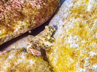 可愛いコウワンテグリ（ネズッポ科）の幼魚他。
英名学名：Ocellated dragonet, Neosynchiropus ocellatus
静岡県伊豆半島賀茂郡南伊豆町中木ヒリゾ浜2024年
