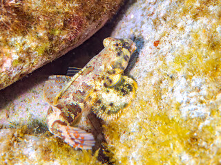 可愛いコウワンテグリ（ネズッポ科）の幼魚他。
英名学名：Ocellated dragonet, Neosynchiropus ocellatus
静岡県伊豆半島賀茂郡南伊豆町中木ヒリゾ浜2024年
