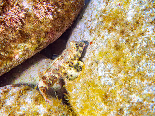可愛いコウワンテグリ（ネズッポ科）の幼魚他。
英名学名：Ocellated dragonet, Neosynchiropus ocellatus
静岡県伊豆半島賀茂郡南伊豆町中木ヒリゾ浜2024年
