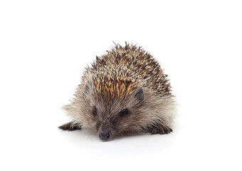 One brown hedgehog.