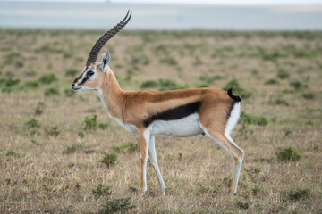Witness antelope and deer grazing peacefully, Hells Gate National Park, Kenya