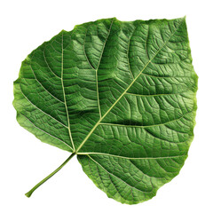 Obraz premium Vibrant green leaf with intricate veins, white isolated background.