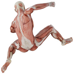 male muscle body exercise person with transparent background