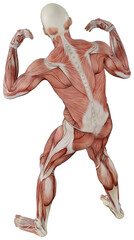 male muscle body exercise person with transparent background