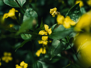 Yellow flowers in the garden