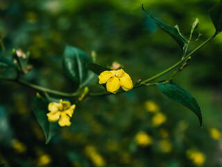 Yellow flowers in the garden