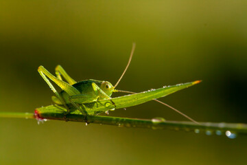 A small green grasshopper in nature