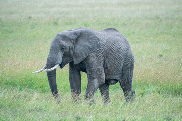 Obraz premium Big elephants in their habitat, Masai Mara Reserve, Kenya