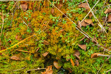 Lush green moss with leaves, plants and cranberry leaves on the forest floor during late autumn in woodland area
