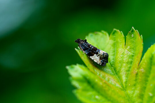 Hedya pruniana ,Schmetterling auf einem Blatt