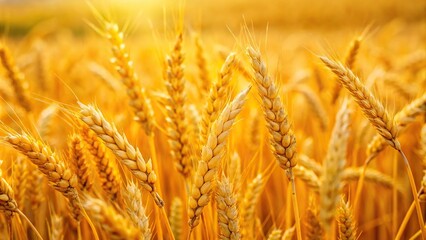 Fototapeta premium Macro yellow dry wheat field ready for harvest