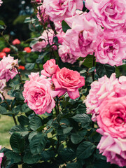 Roses in the garden