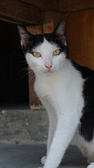 Black and White Striped Cat Relaxing on Porch