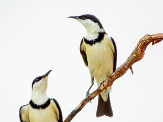 Obraz premium Banded Honeyeater (Cissomela pectoralis) in Australia