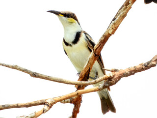 Banded Honeyeater (Cissomela pectoralis) in Australia
