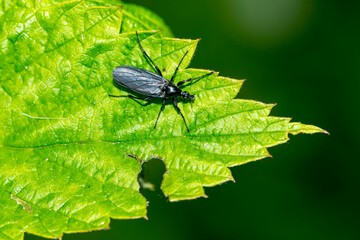 Weibchen der Märzfliege (Bibio marci)
