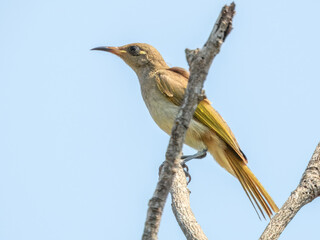 Fototapeta premium Brown Honeyeater (Lichmera indistincta) in Australia