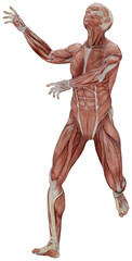 male muscle body exercise person with transparent background