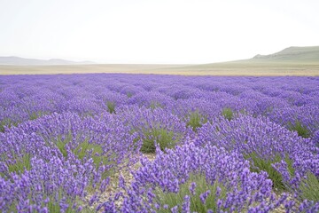 Fototapeta premium A vast field of blooming lavender under a soft sky, showcasing nature's beauty and tranquility.