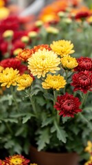 A vibrant display of yellow and red chrysanthemums in a garden setting.
