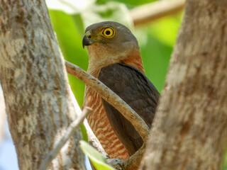 Collared Sparrowhawk (Accipiter cirrocephalus) in Australia