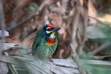 A bird in the family Megalaimidae, perches on a branch, is the smallest bird, has a green body, a yellow neck, a red chest and forehead, and yellow eye rims.