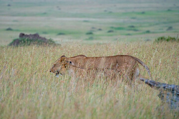 A lioness along with her adorable cub are standing together in the grass, Kenya