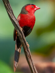 Stunning native bird with beautiful plumage. Found in rural outback areas of Australia.