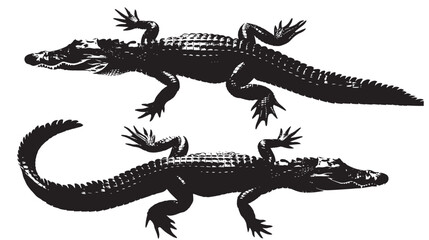 Crocodiles silhouette isolated in White background
