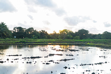 landscape with paddy field stock image