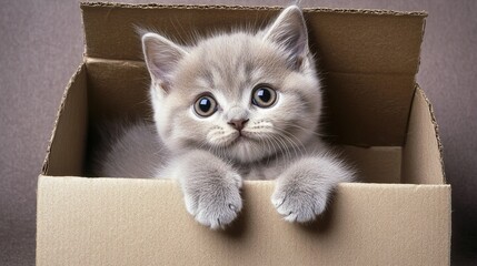 British shorthair kitten sitting in a small box, cute, adorable, pet, animal, furry, small, domestic, feline, whiskers