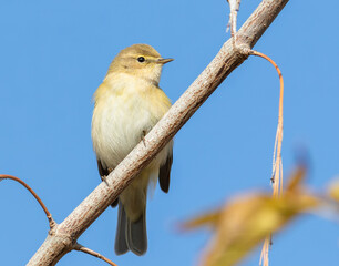 Obraz premium Common chiffchaff, Phylloscopus collybita. A bird sits on a branch against the sky
