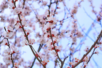 Nice white delicate spring flowers, blue sky. Tendeness,softness