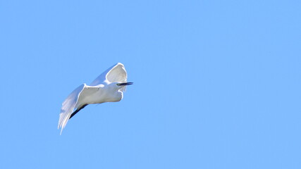 vola vola