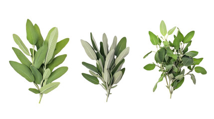 Fresh Organic Sage Leaves Collection on a Transparent Background Generative AI