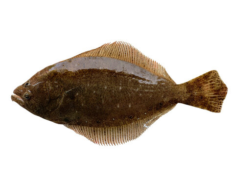 鮮魚のヒラメ　全身姿の切り抜き素材