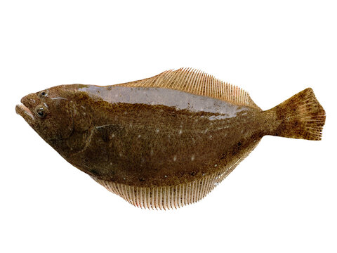 鮮魚のヒラメ　全身姿の切り抜き素材