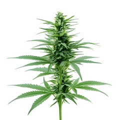 Vibrant Green Cannabis Plant on White Background