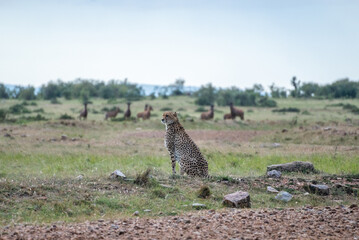 A cheetah rests in a green field, Masai Mara Reserve, Kenya