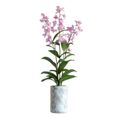 Orchid plant, white isolate background