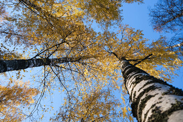 Fototapeta premium Birch trees in autumn with a blue sky