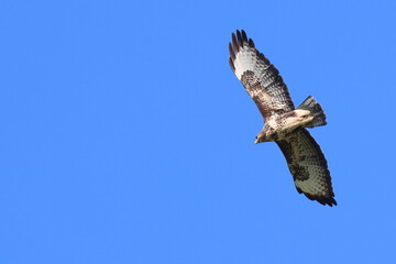 in cielo