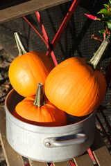 Three pumpkins in a steel pot