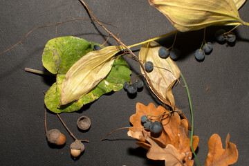 Autumn still life with a Berries of a Solomon’s seal, green leaf of burdock and fall oak leaves...
