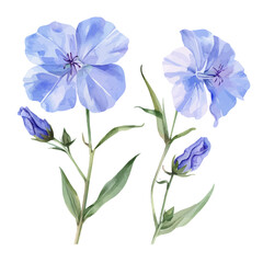 Watercolor of Plumbago auriculata (Cape Leadwort) flower, isolated on a white background, Cape Leadwort vector