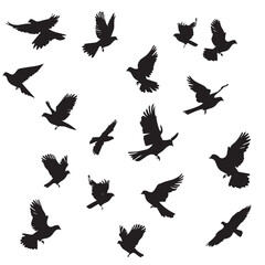 Fototapeta premium Doves silhouette isolated in White background